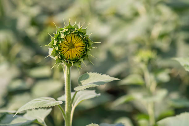 istock Close-up of a slightly opened sunflower in field, copy space 1342244311