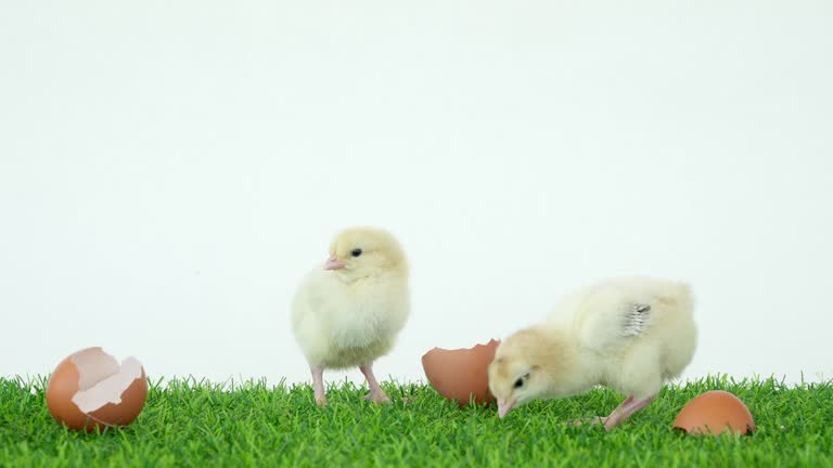 The chick has hatched from an egg. Bird in shell. A funny video. Poultry farm and healthy pets. Chickens and roosters. Little chicks.