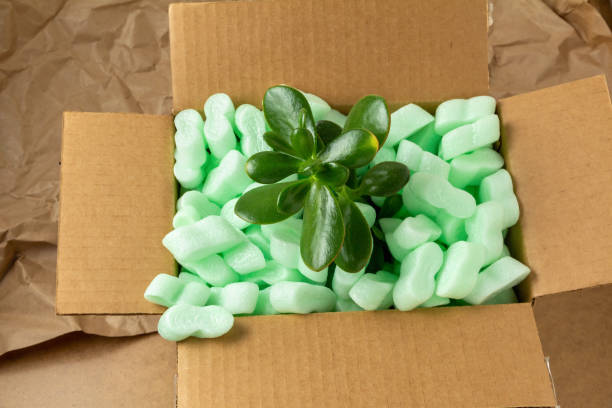 istock Money tree in a cardboard box filled with packing peanut 1342245333