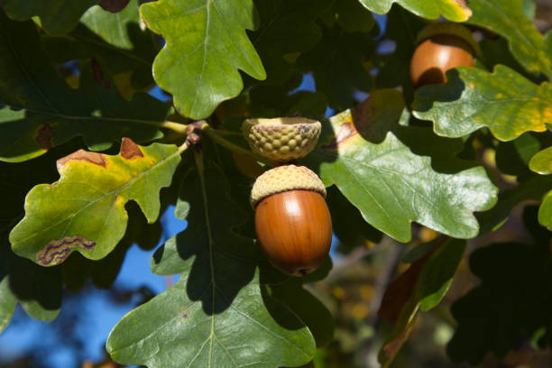 hojas de roble y bellota en otoño - english oak fotografías e imágenes de stock