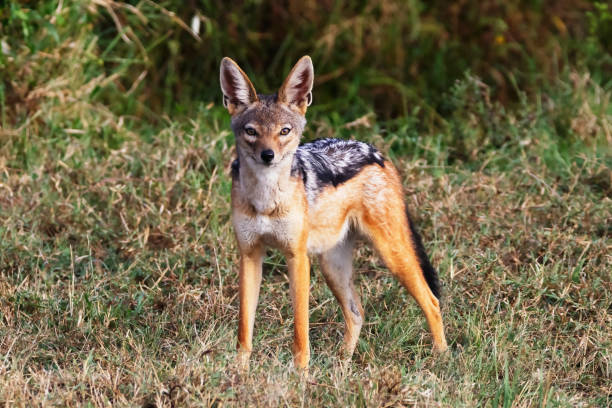 Black-Backed Jackal Photo of a black-backed jackal in the Aberdare National Park in Kenya. jackals stock pictures, royalty-free photos & images