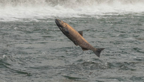 istock Golden Salmon Scales 1342249781