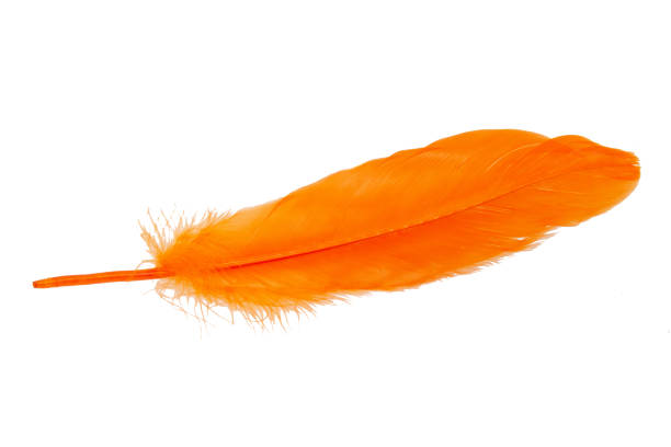 istock Elegant oange feather isolated on the white background 1342252540