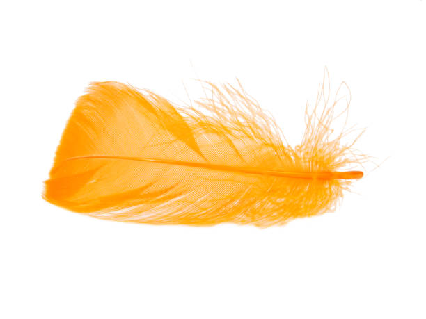 istock Orange fluffy feather isolated on the white background 1342253324