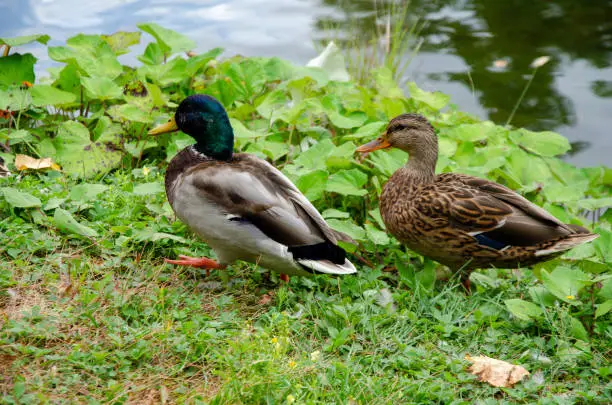 Photo of Mllard ducks male and female