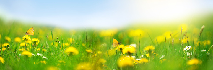 Field with yellow dandelions against blue sky and sun beams. Spring background. Soft focus