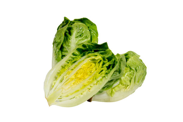 istock new harvest fresh Romaine Lettuce on white background 1342256634
