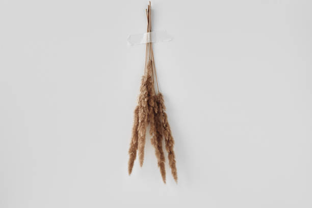 istock A bunch of dry spikelets, dry grass. Eco-materials for interior decoration. Copy space, flat lay, mock up. 1342258920