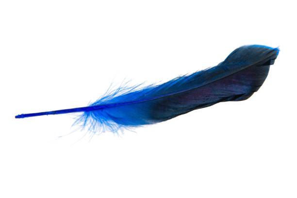 istock Dark blue feather isolated on the white background 1342259120