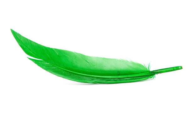 Bright green feather isolated on the white background