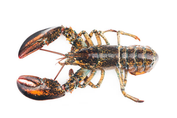 istock Boston lobster isolated on white background. 1342259547