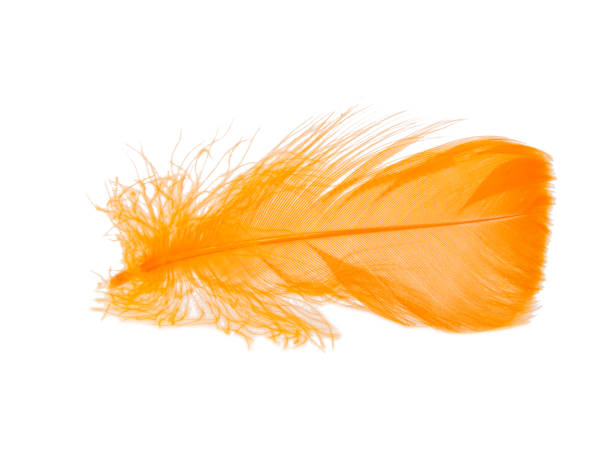 istock Orange fluffy feather isolated on the white background 1342259799