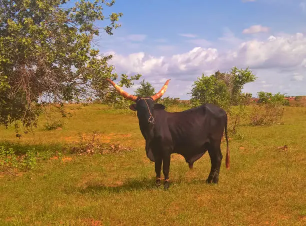 Portrait of ankole-watusi bighorned bull at oasis Dogon Tabki ,Dogondoutchi, Niger