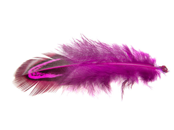 istock Decorative pink pheasant bird feather isolated on the white background 1342260528