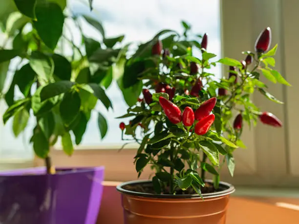 Photo of Potted hot chili pepper in a bright sunlight on the windowsill. Ripe red mini pods of capsicum annuum growing indoors. Healthy organic spicy herbs planting at home as hobby. Selective focus.