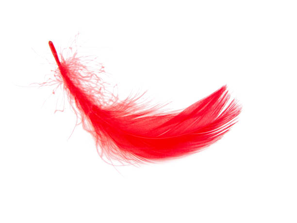 istock Delicate elegant red feather isolated on the white background 1342262073