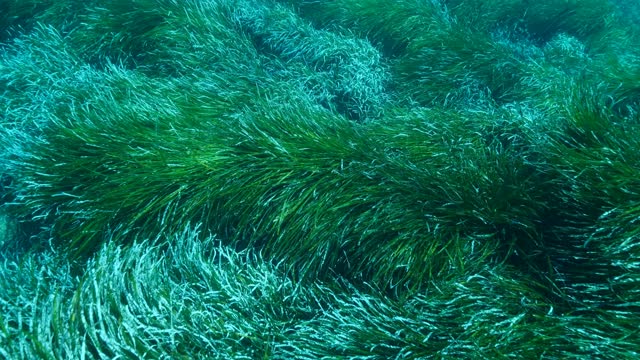 Close-up of dense thickets of green marine grass Posidonia. Slow motion, Top view on green seagrass Mediterranean Tapeweed or Neptune Grass (Posidonia). Mediterranean Sea, Cyprus
