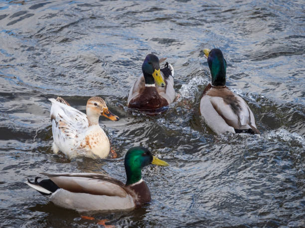 istock One leucistic (albino) white female mallard duck among usual mallard ducks 1342266805