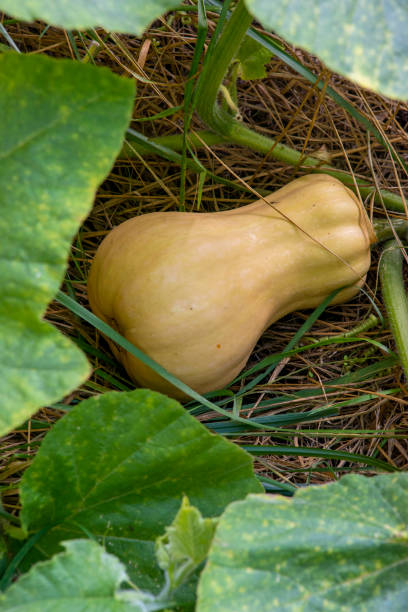 September garden impressions . Autumn in a small garden .