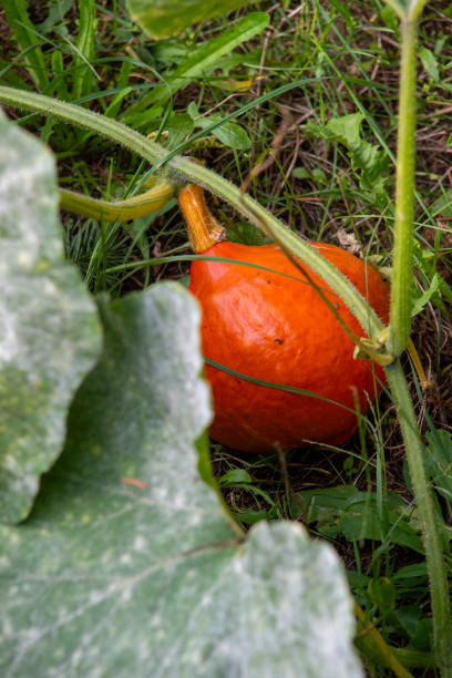 hokkaido pumpkin maturing under the leaves - planting growth plant gourd imagens e fotografias de stock