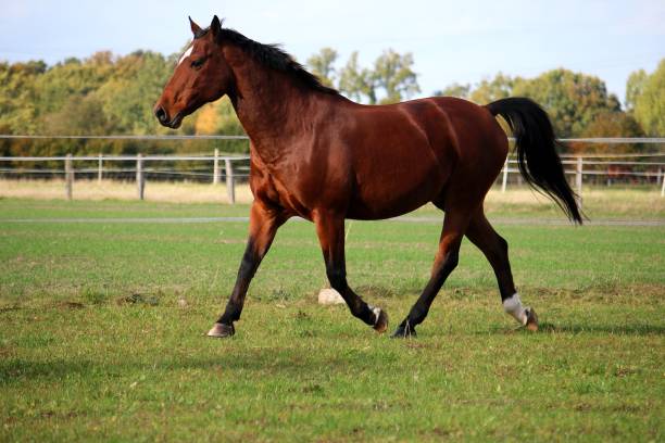 istock a brown quarter horse is running on the paddock 1342267735