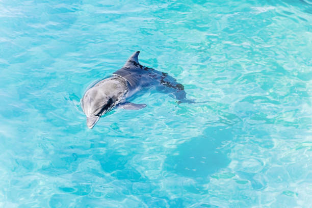 un giovane bellissimo delfino emerge dall'acqua, animali giocosi nuota e ballano sotto il mar rosso, giornata di sole nella barriera corallina dei delfini, posto migliore da visitare a eilat, conservazione e protezione degli animali - happy dolphin foto e immagini stock