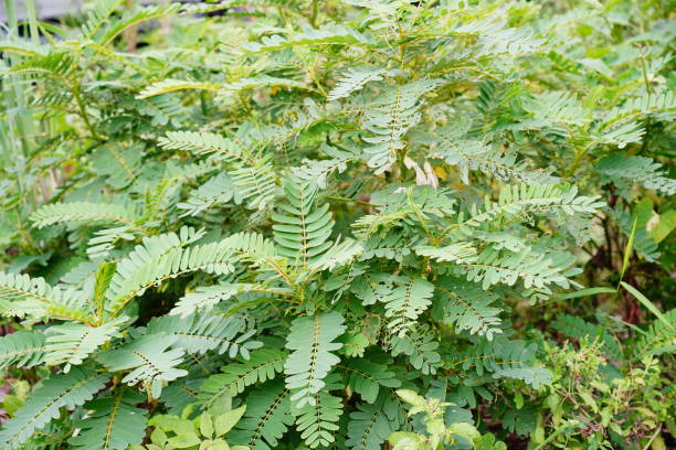 istock Vegetable hummingbird  green plants 1342268452