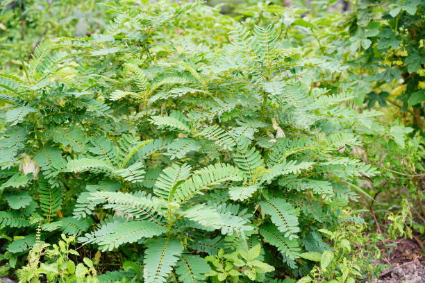 istock Vegetable hummingbird  green plants 1342268465