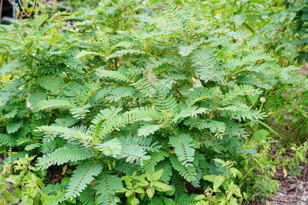 istock Vegetable hummingbird  green plants 1342268502