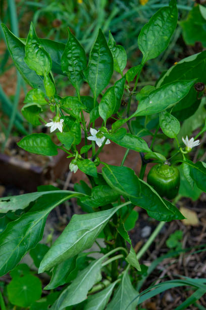istock Jamaican hot red pepper maturing on the plant 1342268562