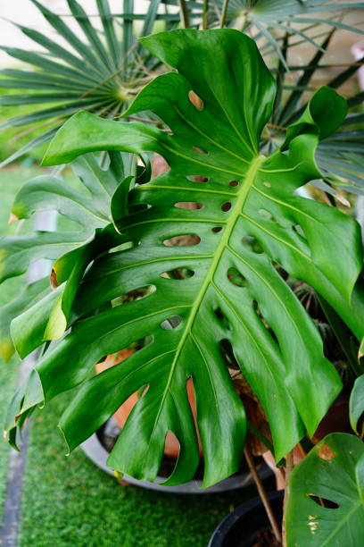 istock Variegated Monstera Deliciosa Plant 1342269072