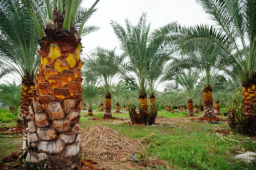Phoenix dactylifera or Date palm trees in farm