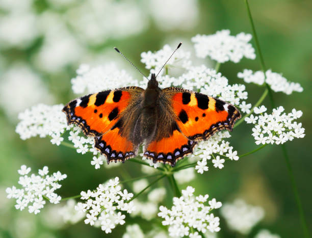 pequena tartaruga borboleta (aglais urticae) - small tortoiseshell butterfly - fotografias e filmes do acervo