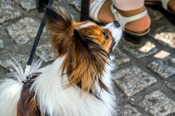 istock Cute Dog Looking At Owner 1342271735