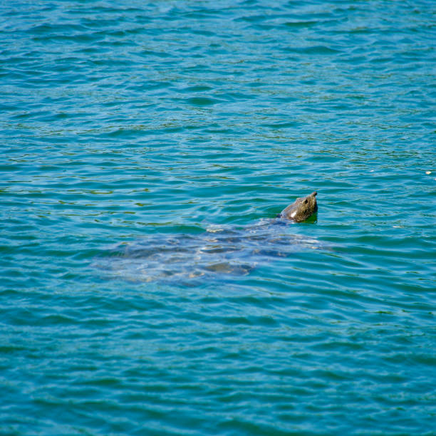 Nile Tortoise living in salt water.