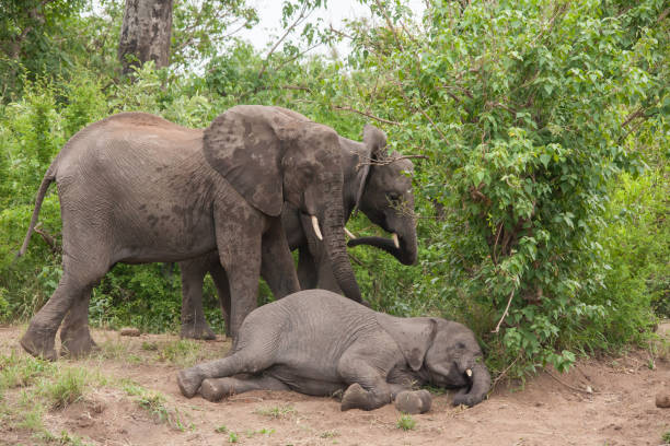 istock African Elephant Loxodonta africana resting 13719 1342273801