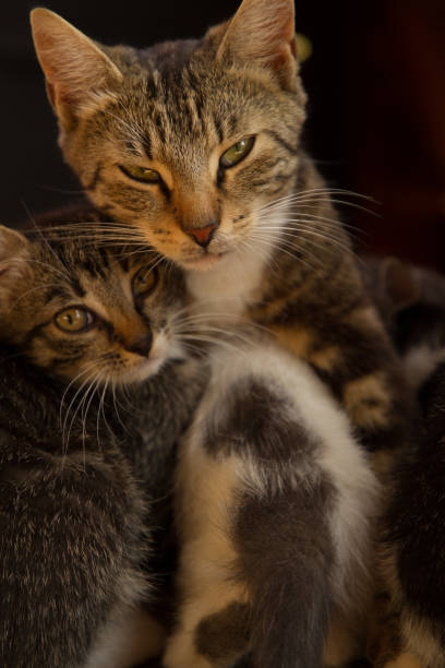 istock colorful cat and kitten cuddle up to each other 1342273945