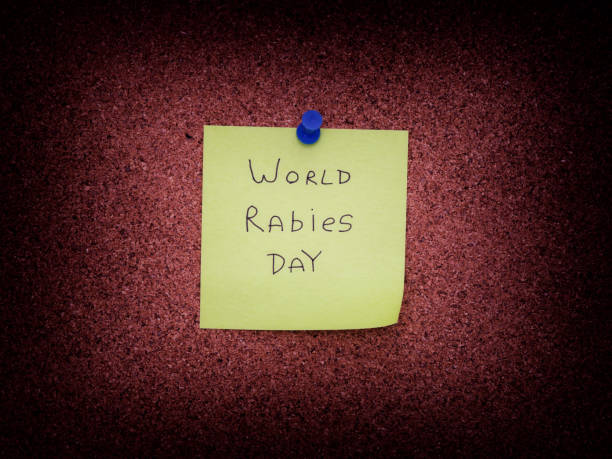 istock A sticky note with the words World Rabies Day on it pinned to a cork board 1342274720