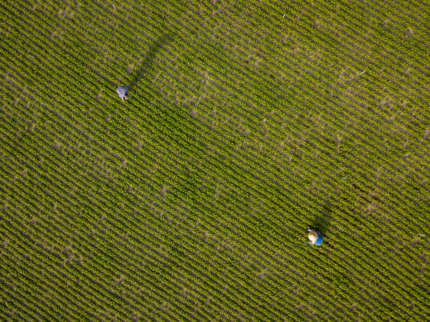 Drone view of a farmer on the vegetable garden, Ninh Hoa, Khanh Hoa province, central Vietnam