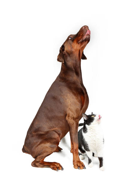 istock hungry cat and dog 1342276635