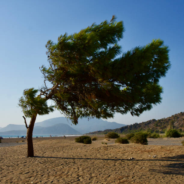 pino doblado en la playa en el clima ventoso del mar egeo - food desert day asia fotografías e imágenes de stock