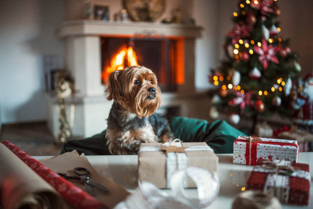 Portrait of cute dog in Christmas decorated home.