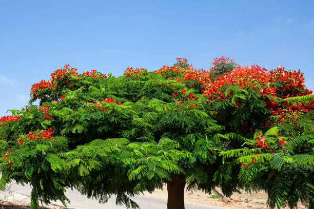 istock Huge crown of a picturesque tree 1342282337