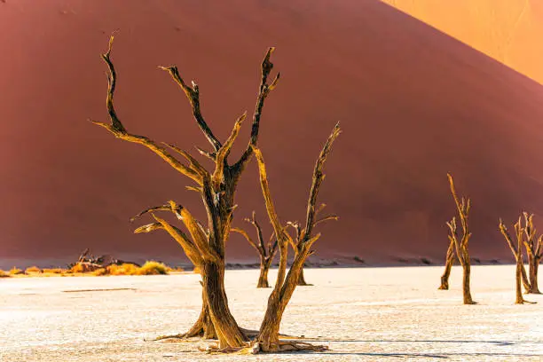 The skeletons of dead trees. Sossusflei is a clay plateau in the Namib Naukluft Park. Namibia.  Huge scenic red and orange sand dunes. Hot sunny morning in the Namib desert. Africa.