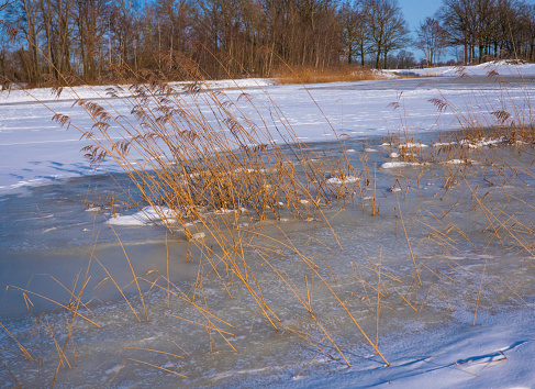 Frozen pond with footsteps and tracks in the snow. In the frozen water the reeds still standing upright. In the background the snow, the beautiful reeds and bare trees. With a beautiful blue sky.