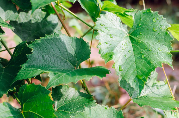 istock Green grape leaves with dew drops, close-up. 1342283320