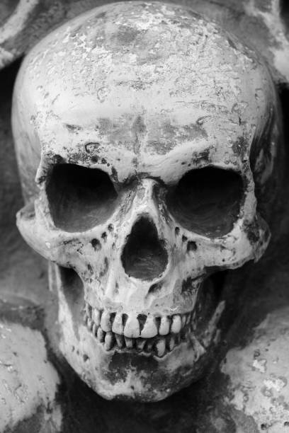 istock Artificial human skull close-up as background for congratulations to Halloween 1342284192