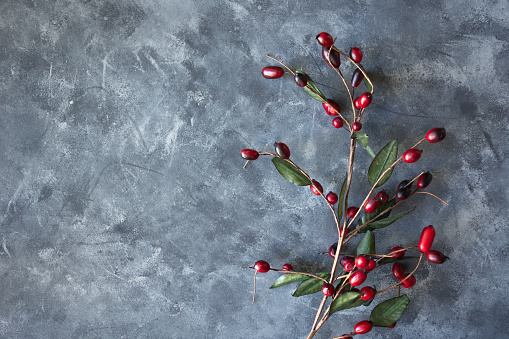 One isolated branch with green leaves and festive red berries on a gray background with copy space