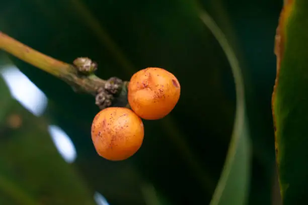 Ripe seeds  of Dracaena fragrans or cornstalk dracaena  commonly known as corn plant, selective focus