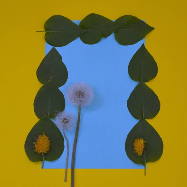 Green leaves on a light blue copy space, with dandelion, all on a yellow background. Minimum flat lay.